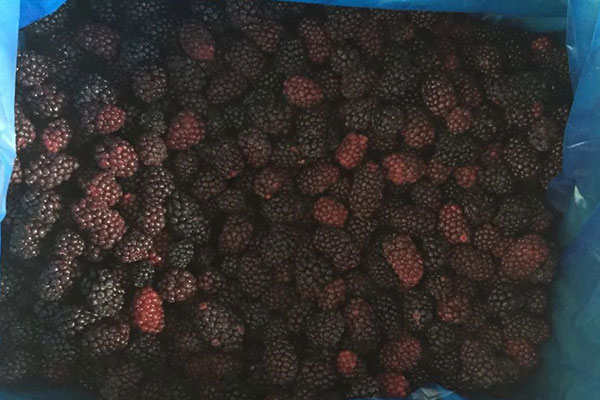 Frozen Blackberry1.jpg