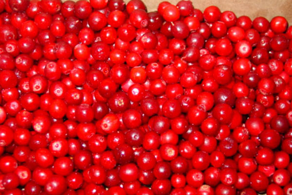 Frozen Lingonberry.jpg