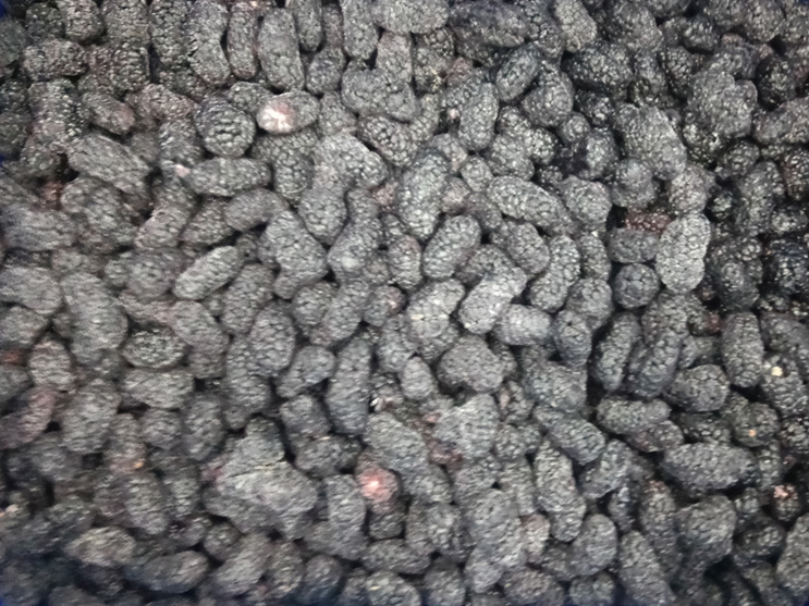 Frozen Whole Mulberry1.jpg