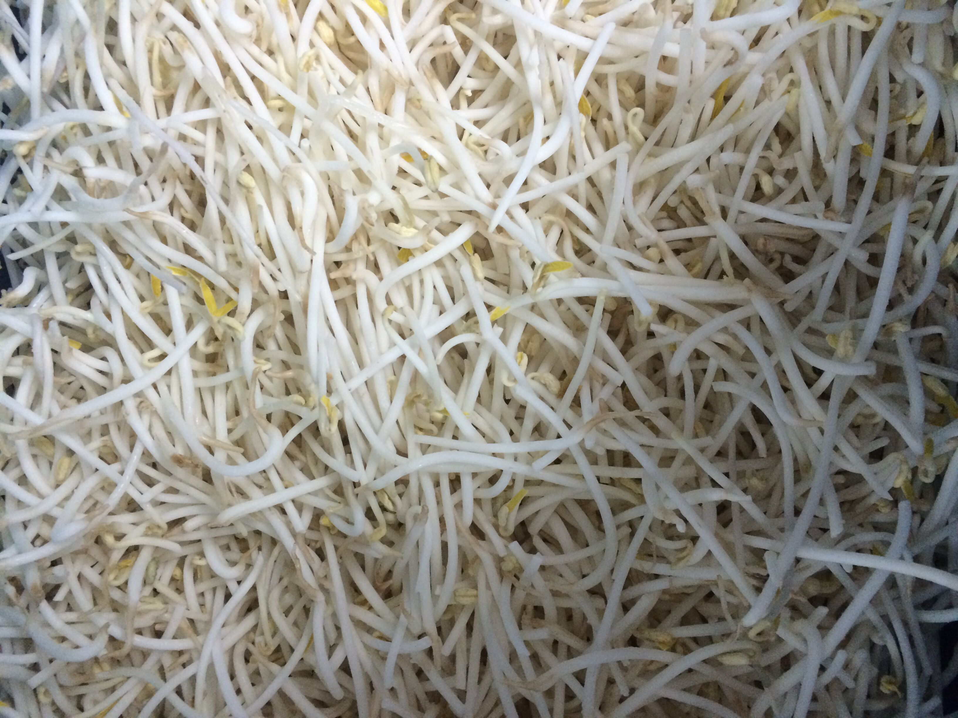 Frozen Bean Sprout.jpg